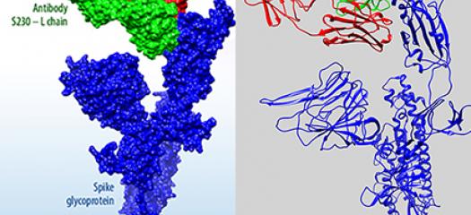 protein structures of SARS-CoV-2
