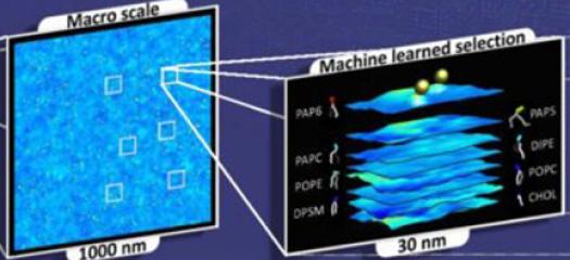 simulation of protein-lipid dynamics for a 1 µm x 1 µm membrane subsection at near-atomistic resolution