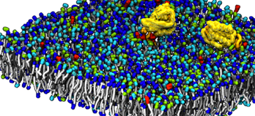 micro-model simulation showing the aggregation of Ras proteins on top of a cell membrane model