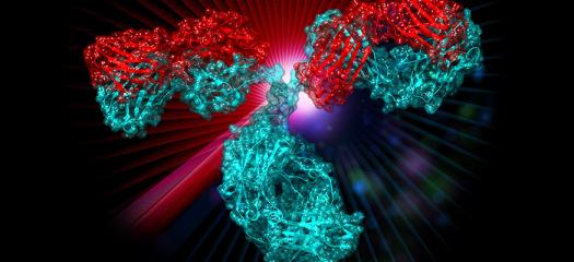 red and teal antibody structure
