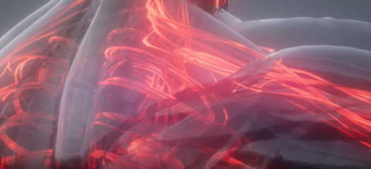 computer rendering of a human skeleton with vasculature exposed
