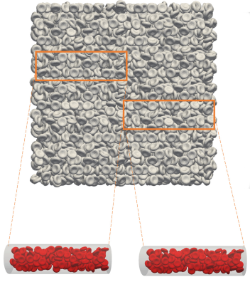 Matrix of grayed-out RBCs tightly packed together, with two rectangular sections highlighted and corresponding to the volume inside cylindrical blood vessel segments