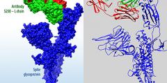 protein structures of SARS-CoV-2
