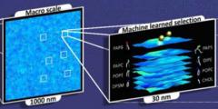 simulation of protein-lipid dynamics for a 1 µm x 1 µm membrane subsection at near-atomistic resolution