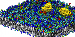 micro-model simulation showing the aggregation of Ras proteins on top of a cell membrane model