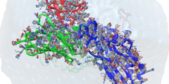 simulation of a computationally designed antibody interacting with the receptor binding domain of the spike protein of the SARS-CoV-2 virus