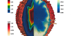 cutaway of a 3D red ovoid shape with simulated movement inside