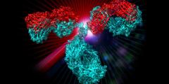 red and teal antibody structure