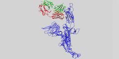 3D structure of an antibody candidate is shown alongside the protein of SARS-CoV-