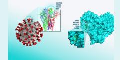 drawing of coronavirus model showing receptor binding domain and a small molecule bound to the viral protein