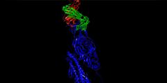 3D model of virus protein (shown in blue) bound to two antibodies (which are shown in red and green)