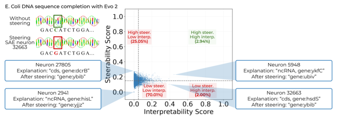 steerability (y-axis) and interpretability (x-axis) scores plotted for E. Coli DNA sequence completion with Evo 2, with specific neurons marked
