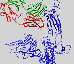 protein structure of COVID-19